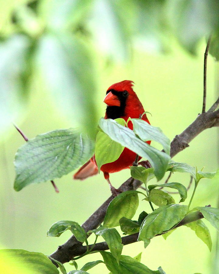 IMG_6487 - Northern Cardinal Photograph by Travis Truelove