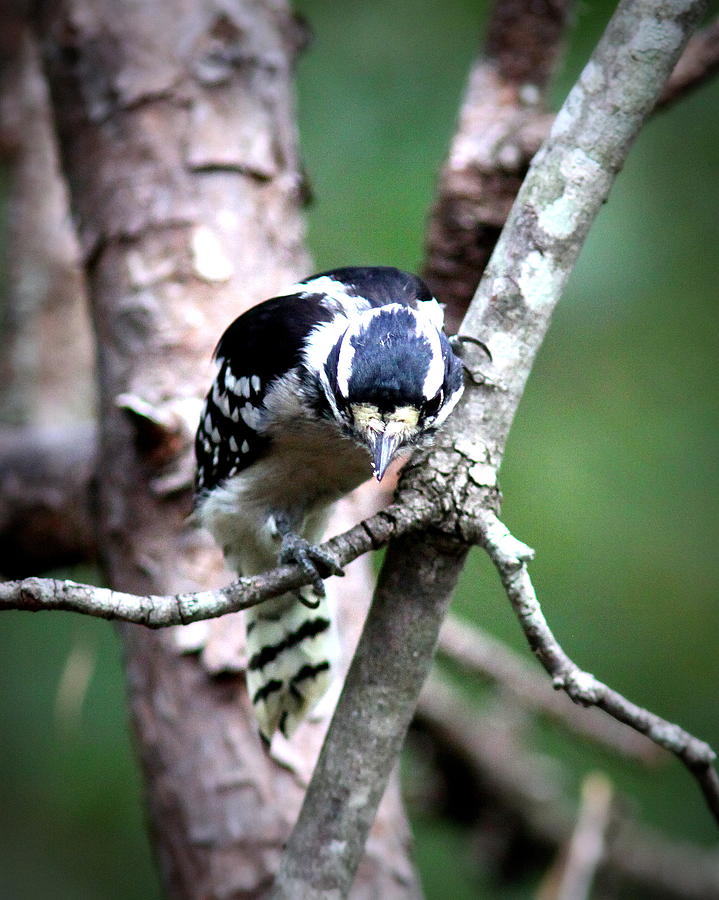 IMG_6499 - Downy Woodpecker Photograph by Travis Truelove