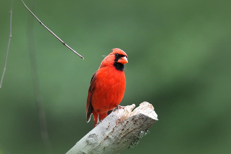 IMG_6502 - Northern Cardinal Photograph by Travis Truelove