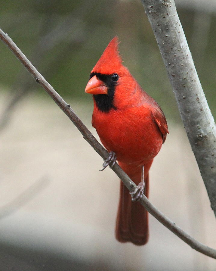 IMG_6506 - Northern Cardinal Photograph by Travis Truelove