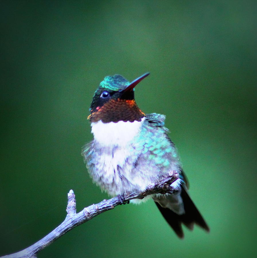 IMG_6507-004 -  Ruby-throated Hummingbird Photograph by Travis Truelove
