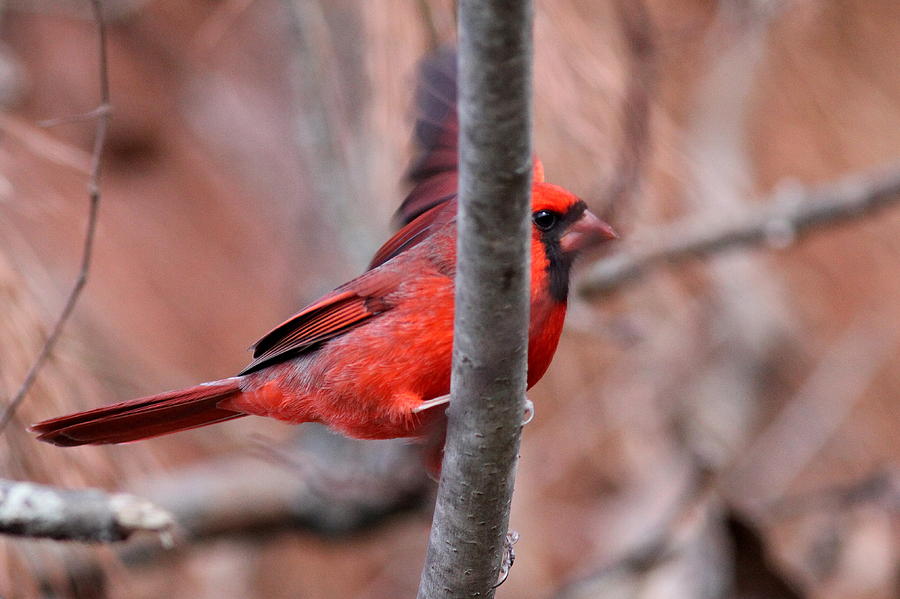 IMG_6507 - Northern Cardinal Photograph by Travis Truelove