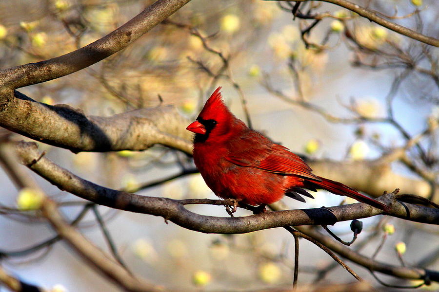 IMG_6517-002 - Northern Cardinal Photograph by Travis Truelove