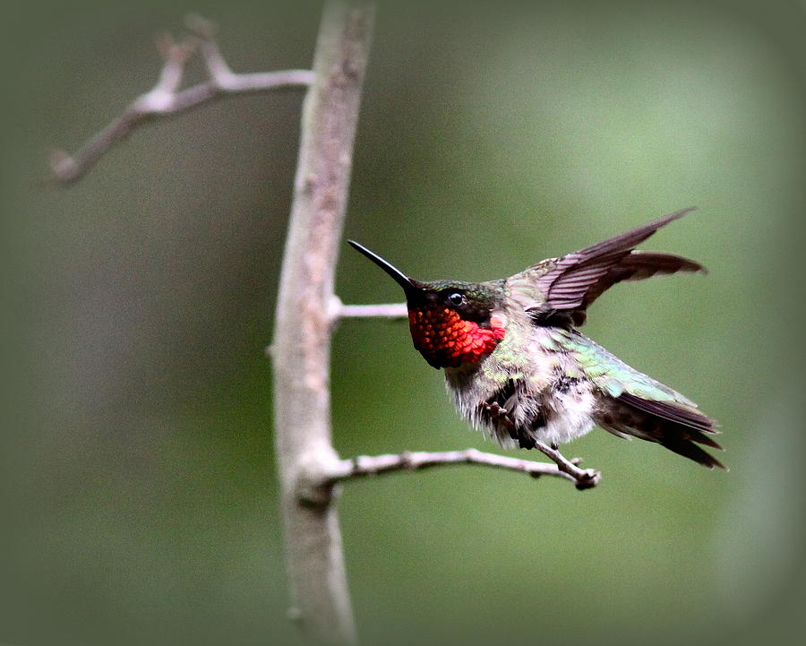 IMG_6521 - Ruby-throated Hummingbird Photograph by Travis Truelove