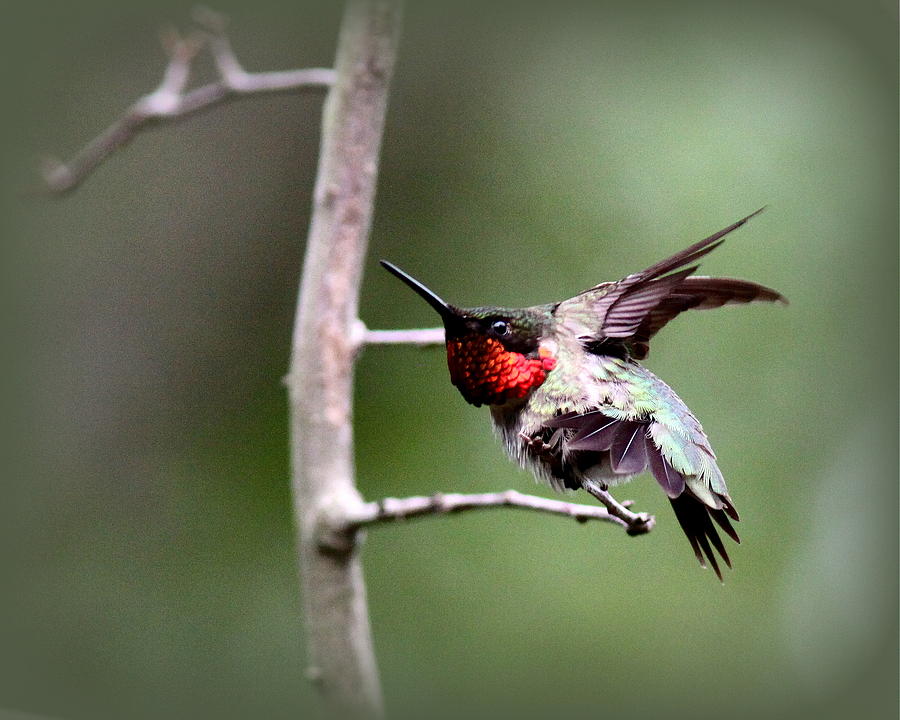 IMG_6522 - Ruby-throated Hummingbird Photograph by Travis Truelove