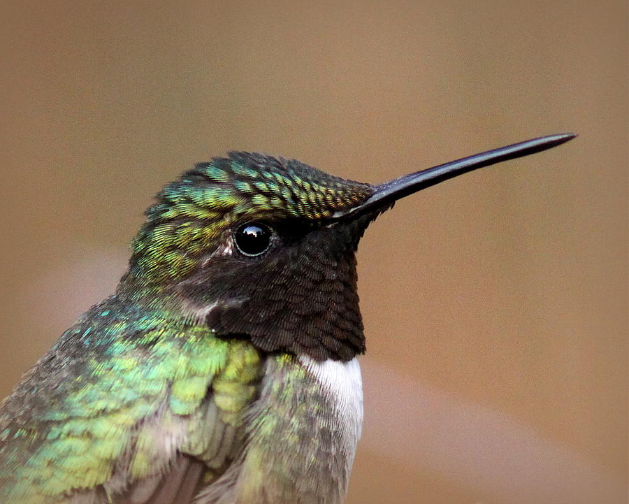 IMG_6536 - Ruby-throated Hummingbird Photograph by Travis Truelove