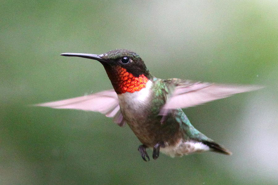 IMG_6549 - Ruby-throated Hummingbird Photograph by Travis Truelove