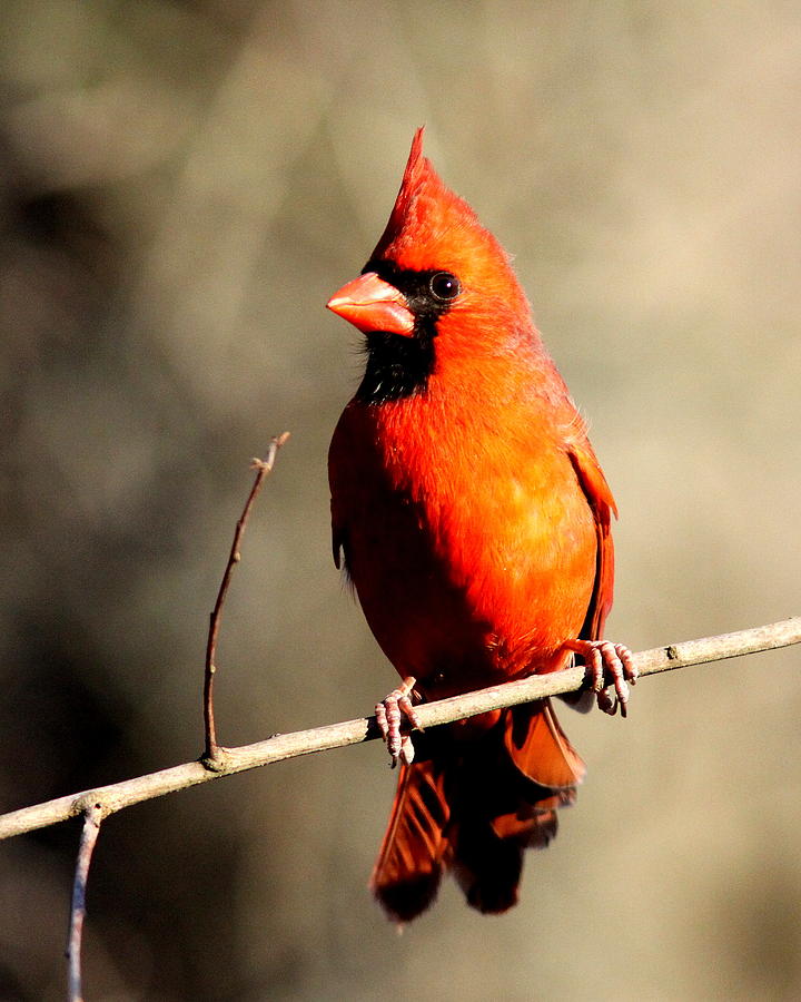 IMG_6578 - Northern Cardinal Photograph by Travis Truelove