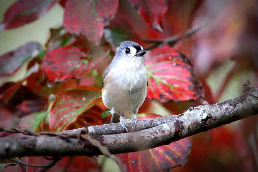 IMG_6579 - Tufted Titmouse Photograph by Travis Truelove