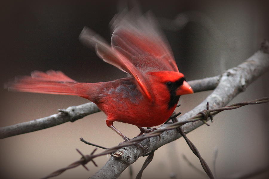IMG_6603- Northern Cardinal Photograph by Travis Truelove
