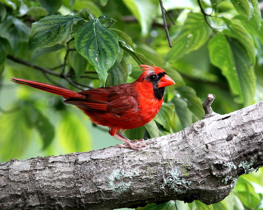  IMG_6612-001 - Northern Cardinal Photograph by Travis Truelove