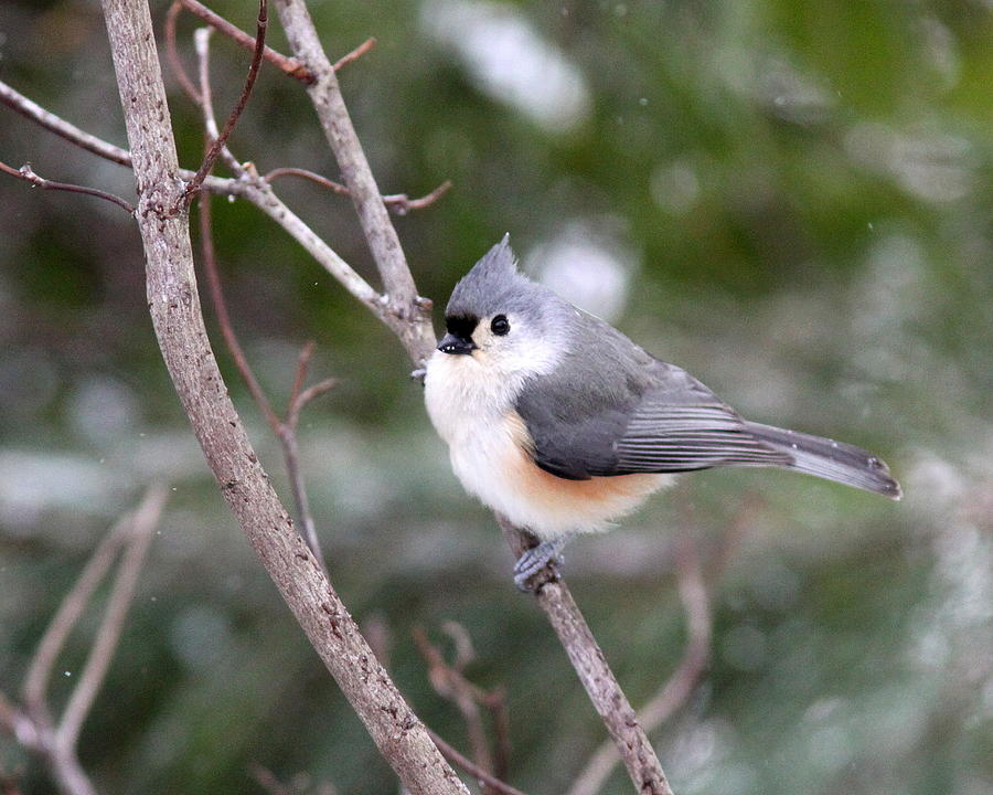 IMG_6620-002 - Tufted Titmouse Photograph by Travis Truelove