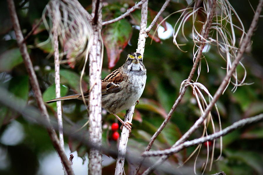 IMG_6624-002 - White-throated Sparrow Photograph by Travis Truelove