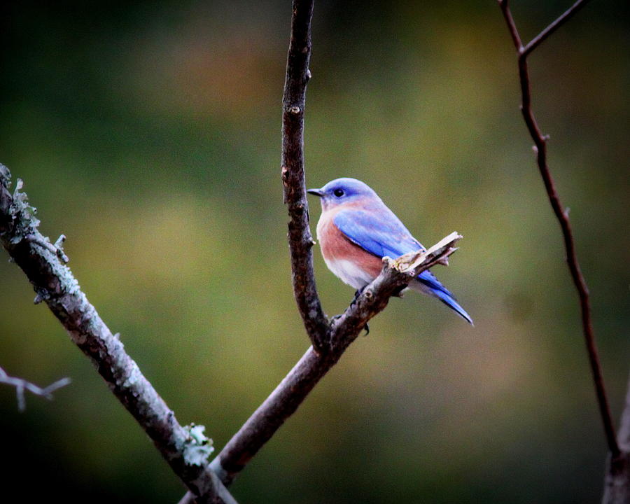 IMG_6657 - Eastern Bluebird Photograph by Travis Truelove