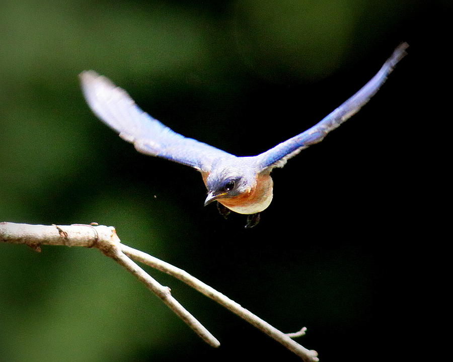 IMG_6670-001 - Eastern Bluebird Photograph by Travis Truelove
