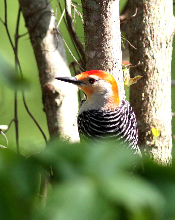 IMG_6673-003 - Red-bellied Woodpecker Photograph by Travis Truelove