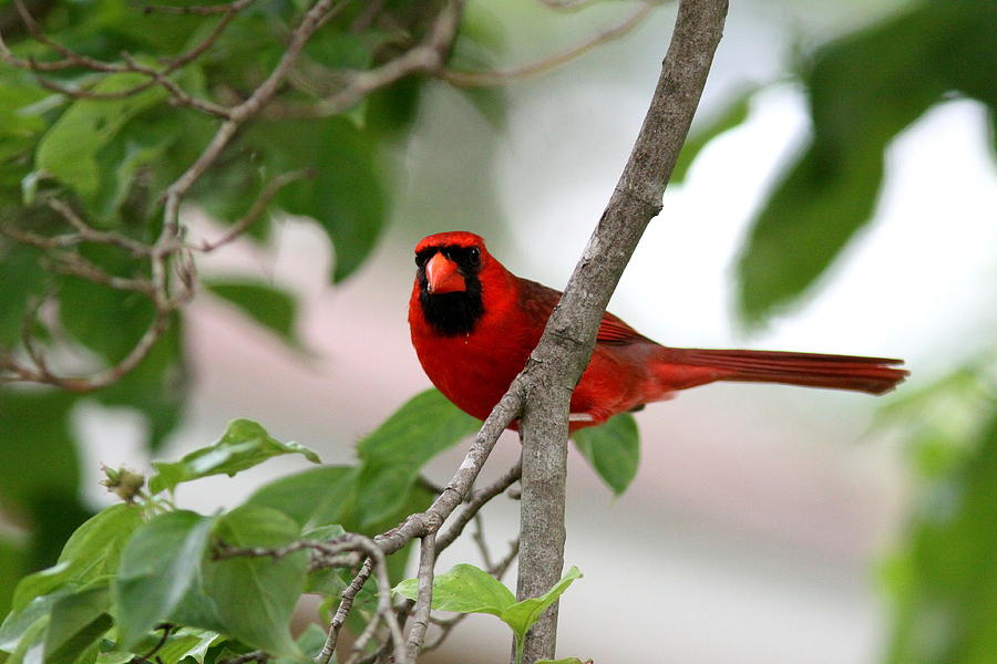 IMG_6702 - Northern Cardinal Photograph by Travis Truelove