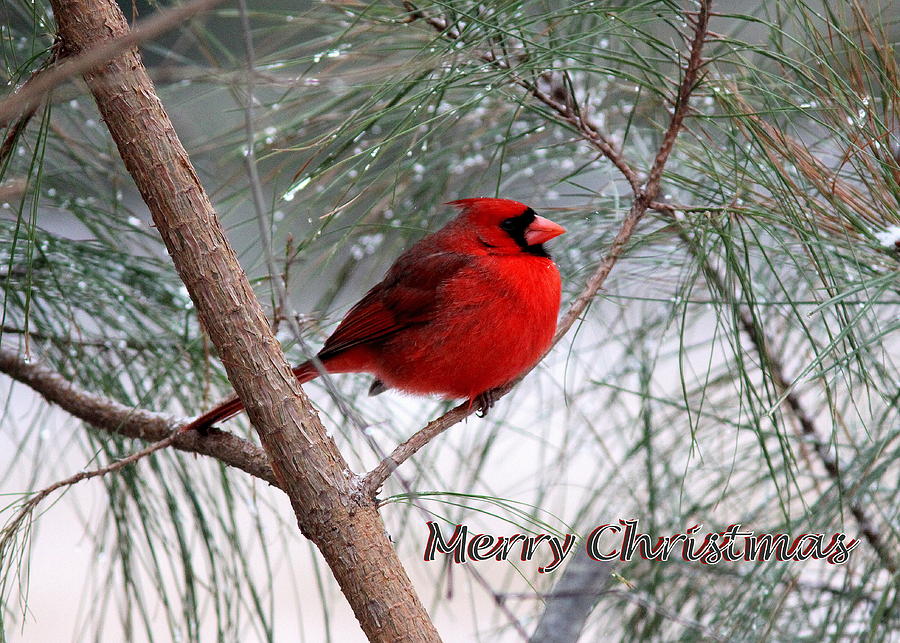 IMG_6735-004 - Northern Cardinal Card Photograph by Travis Truelove