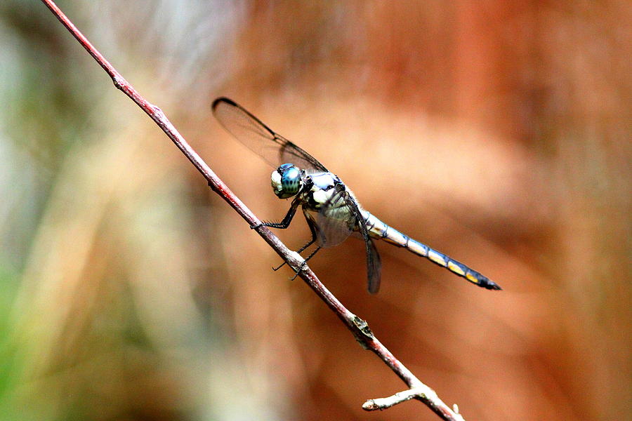 IMG_6739 - Dragonfly Photograph by Travis Truelove