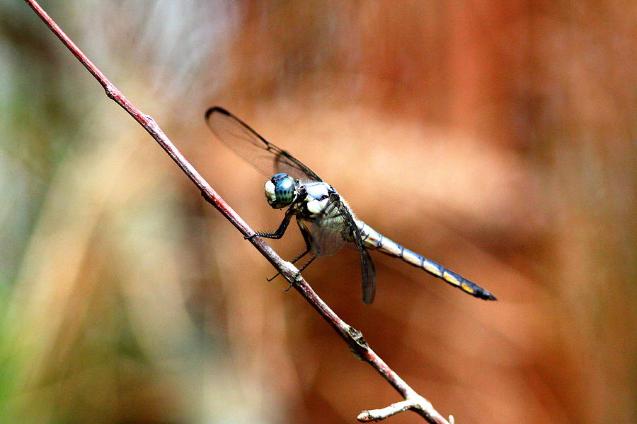 IMG_6740 - Dragonfly Photograph by Travis Truelove