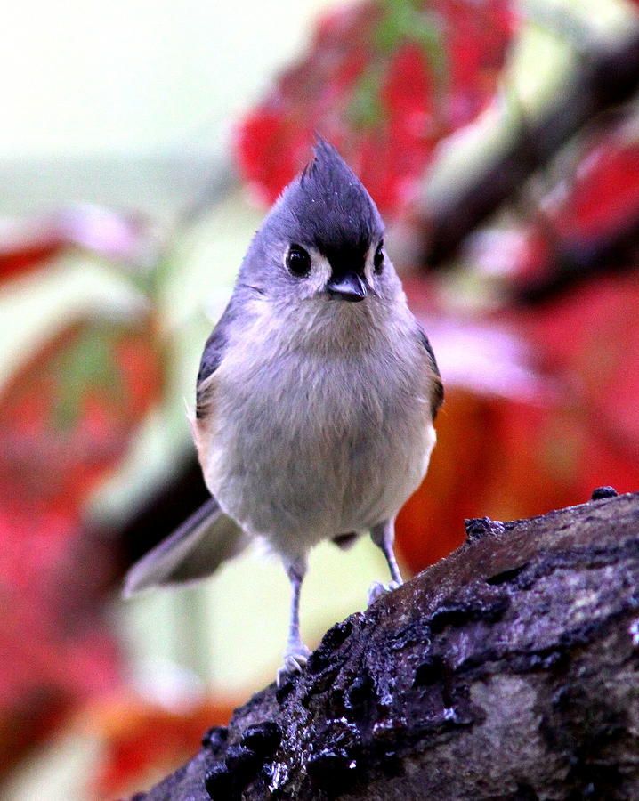 IMG_6808 - Tufted Titmouse Photograph by Travis Truelove