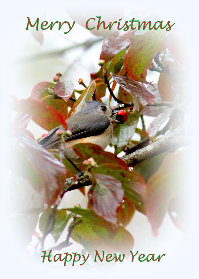 IMG_6893 - Tufted  Titmouse Photograph by Travis Truelove