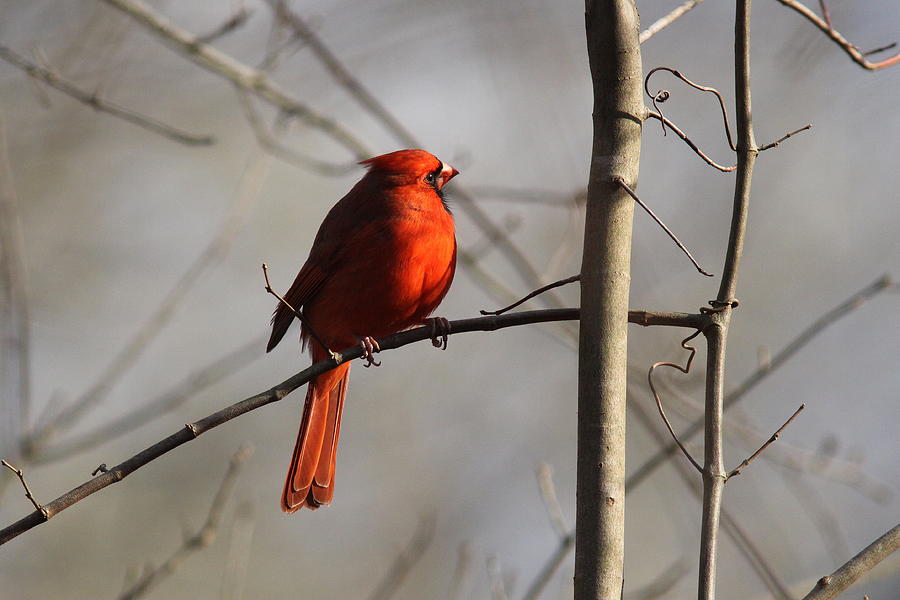 IMG_6901 - Northern Cardinal Photograph by Travis Truelove