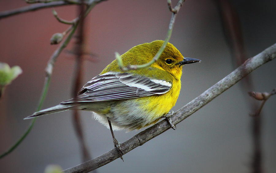 IMG_6909-002 - Pine Warbler Photograph by Travis Truelove