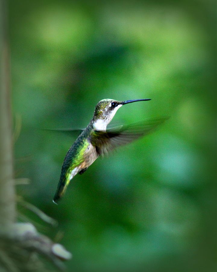 IMG_6916 - Ruby-throated Hummingbird Photograph by Travis Truelove