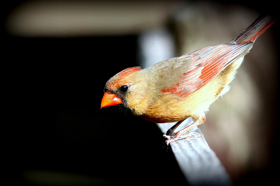 IMG_6922-002 -  Northern Cardinal Photograph by Travis Truelove