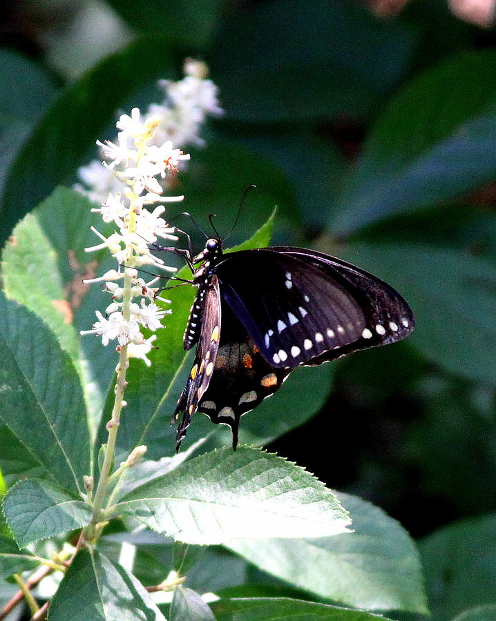 IMG_6922 - Black Swallowtail Butterfly Photograph by Travis Truelove