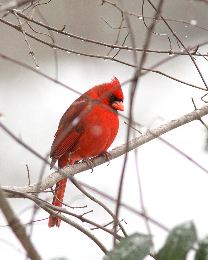 IMG_6927-006 - Northern Cardinal Photograph by Travis Truelove