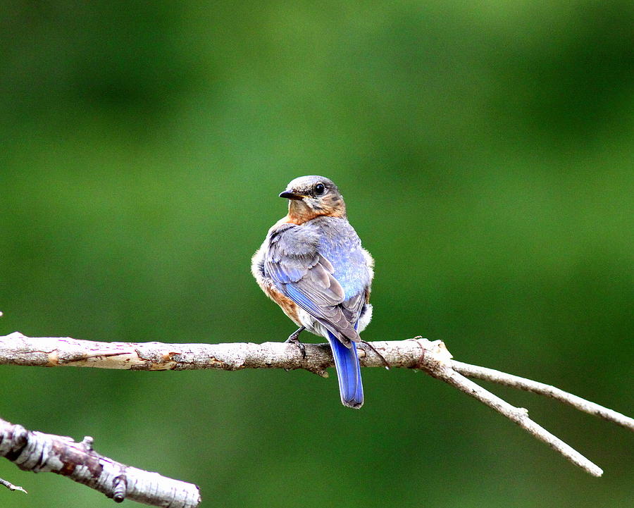 IMG_6950 - Eastern Bluebird Photograph by Travis Truelove