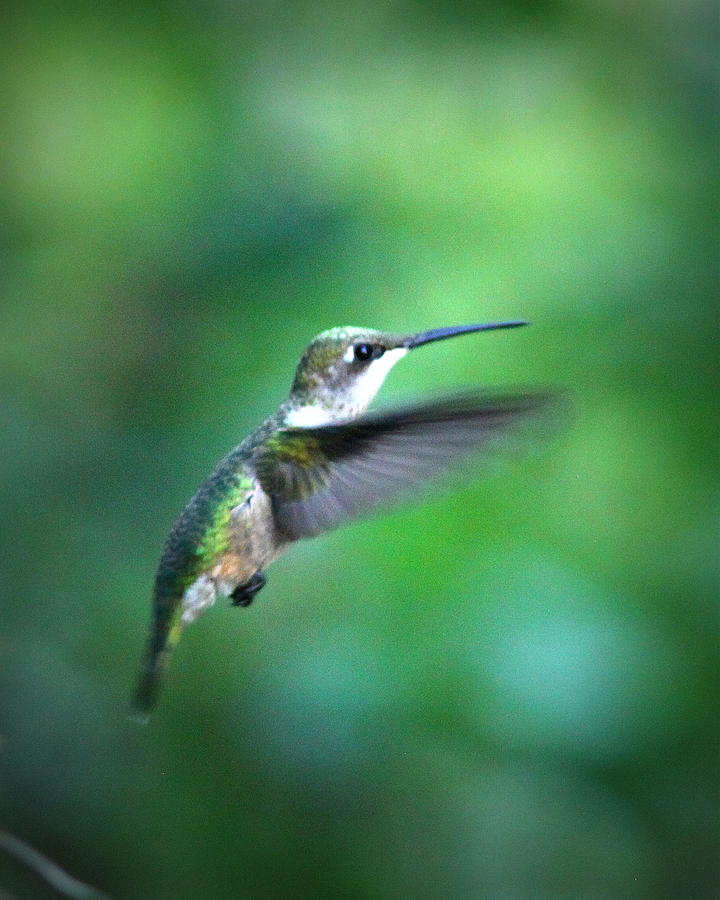 IMG_6957 _ Ruby-throated Hummingbird Photograph by Travis Truelove