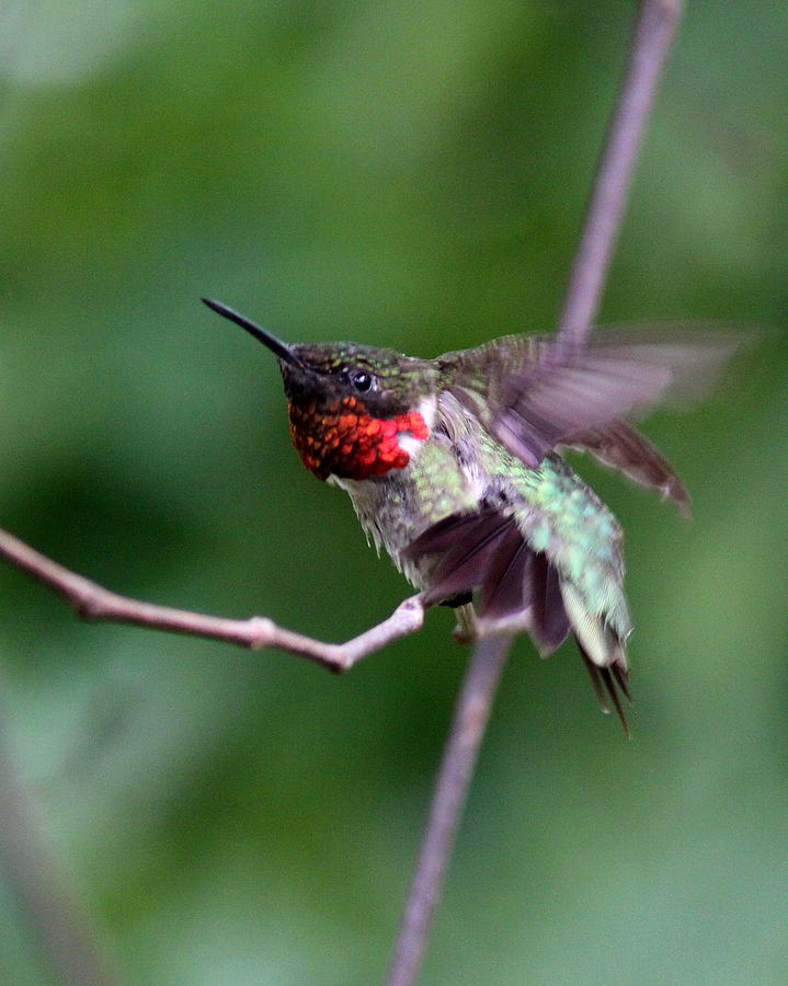 IMG_6967 - Ruby-throated Hummingbird Photograph by Travis Truelove