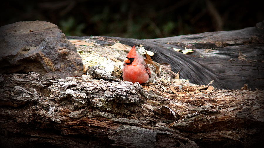 IMG_6969 - Pink Northern Cardinal Photograph by Travis Truelove