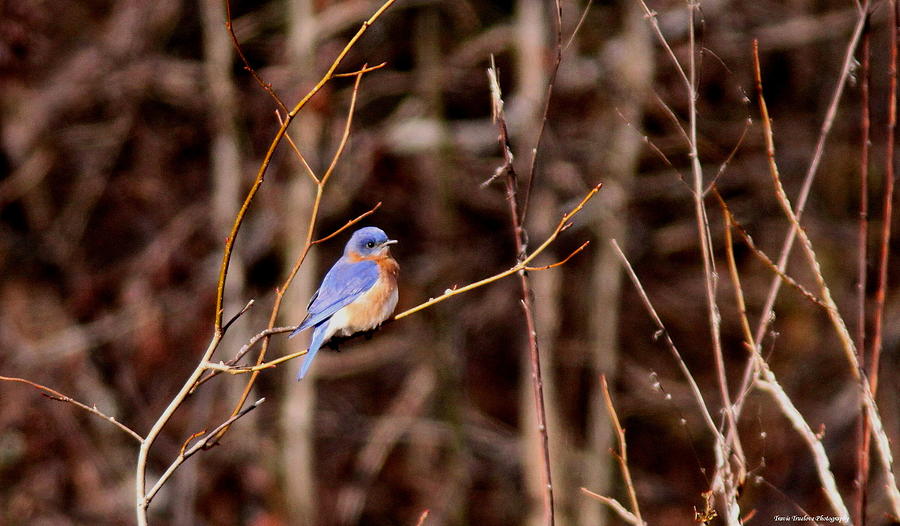 IMG_6993-002 - Eastern Bluebird Photograph by Travis Truelove