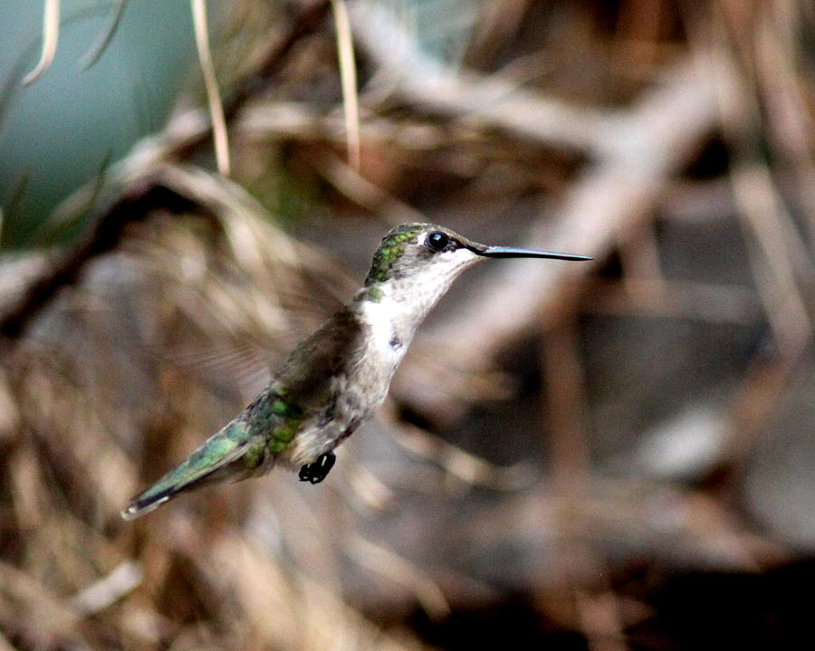 IMG_6998 - Ruby-throated Hummingbird Photograph by Travis Truelove