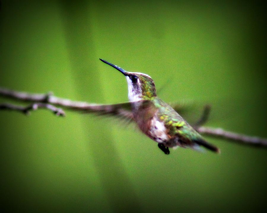 IMG_7006 - Ruby-throated Hummingbird Photograph by Travis Truelove