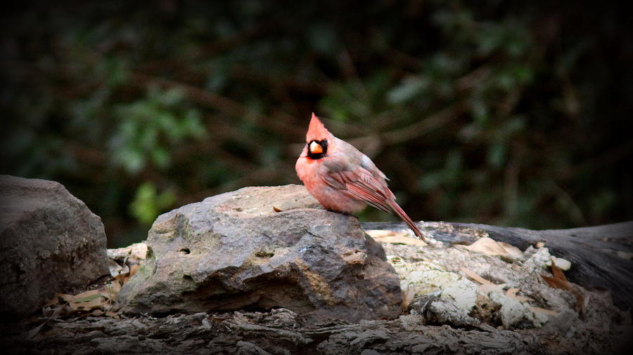 IMG_7007 - Pink Northern Cardinal Photograph by Travis Truelove