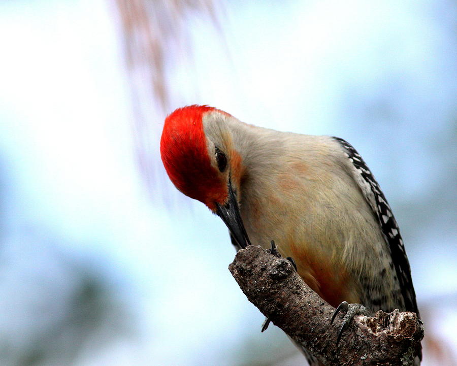 IMG_7012-002 - Red-bellied Woodpecker Photograph by Travis Truelove