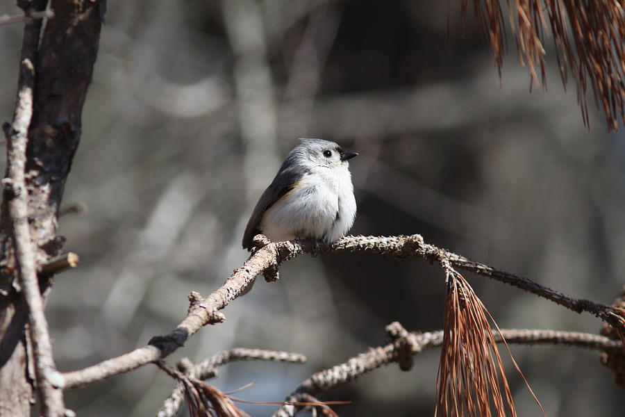 IMG_7022-005 - Tufted Titmouse Photograph by Travis Truelove