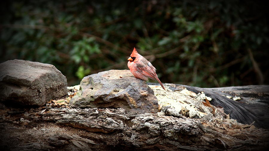 IMG_7026 - Pink Northern Cardinal Photograph by Travis Truelove