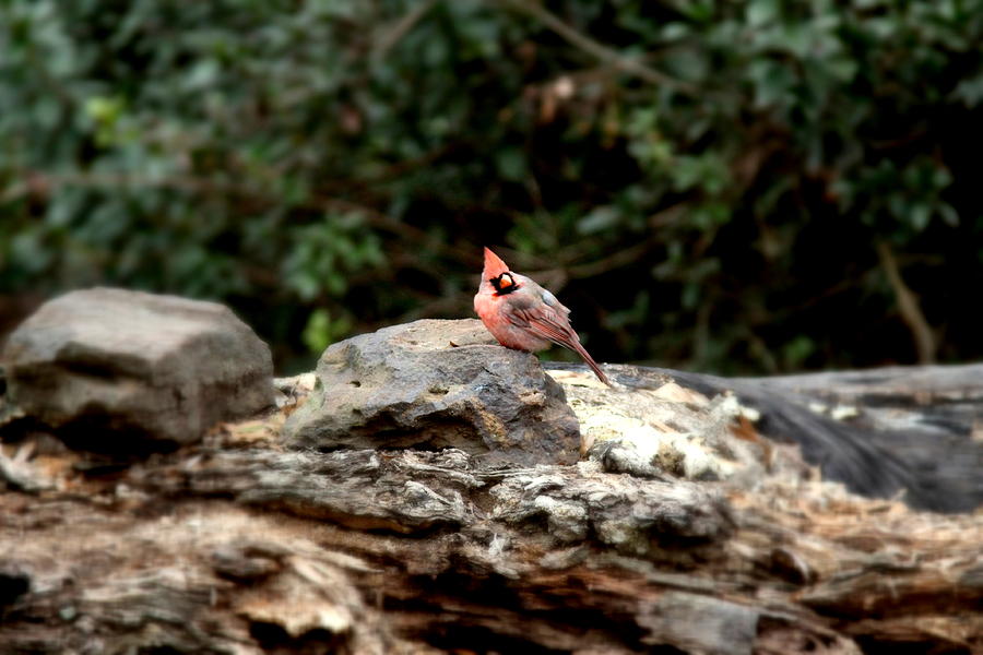 IMG_7034-001 - Pink Northern Cardinal Photograph by Travis Truelove