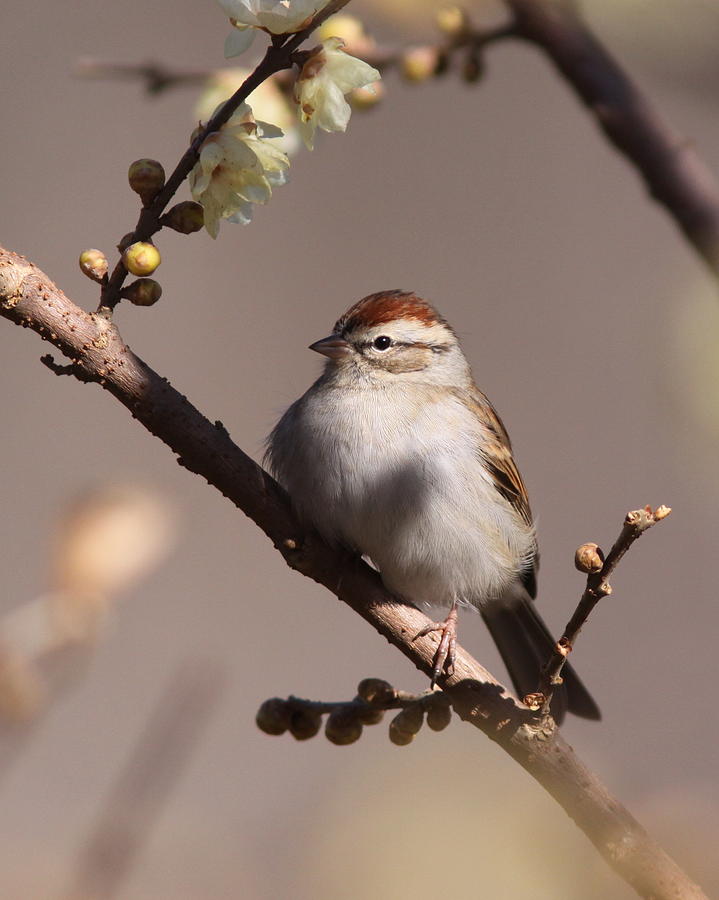 IMG_7050 - Chipping Sparrow Photograph by Travis Truelove
