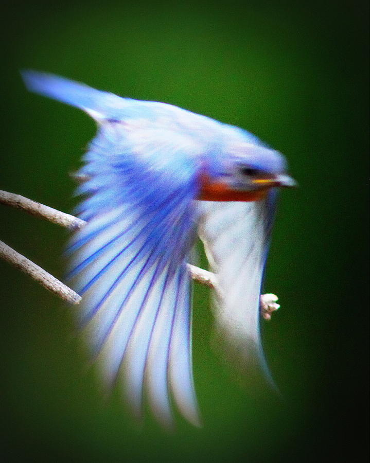 IMG_7058 - Eastern Bluebir Photograph by Travis Truelove