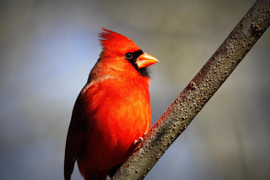 IMG_7063 - Northern Cardinal Photograph by Travis Truelove