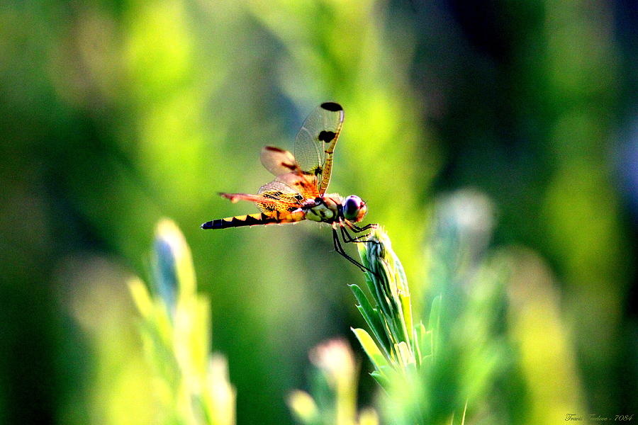 IMG_7084-004 - Dragonfly Photograph by Travis Truelove