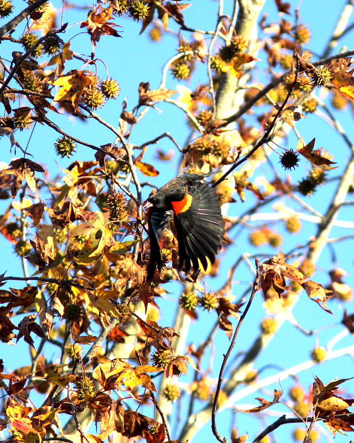 IMG_7098-003 - Red-winged Blackbird Photograph by Travis Truelove