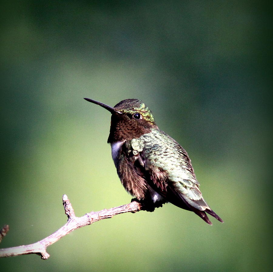 IMG_7109-001 -  Ruby-throated Hummingbird Photograph by Travis Truelove